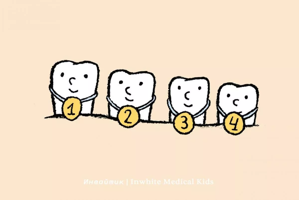 В какой последовательности прорезываются постоянные зубы?