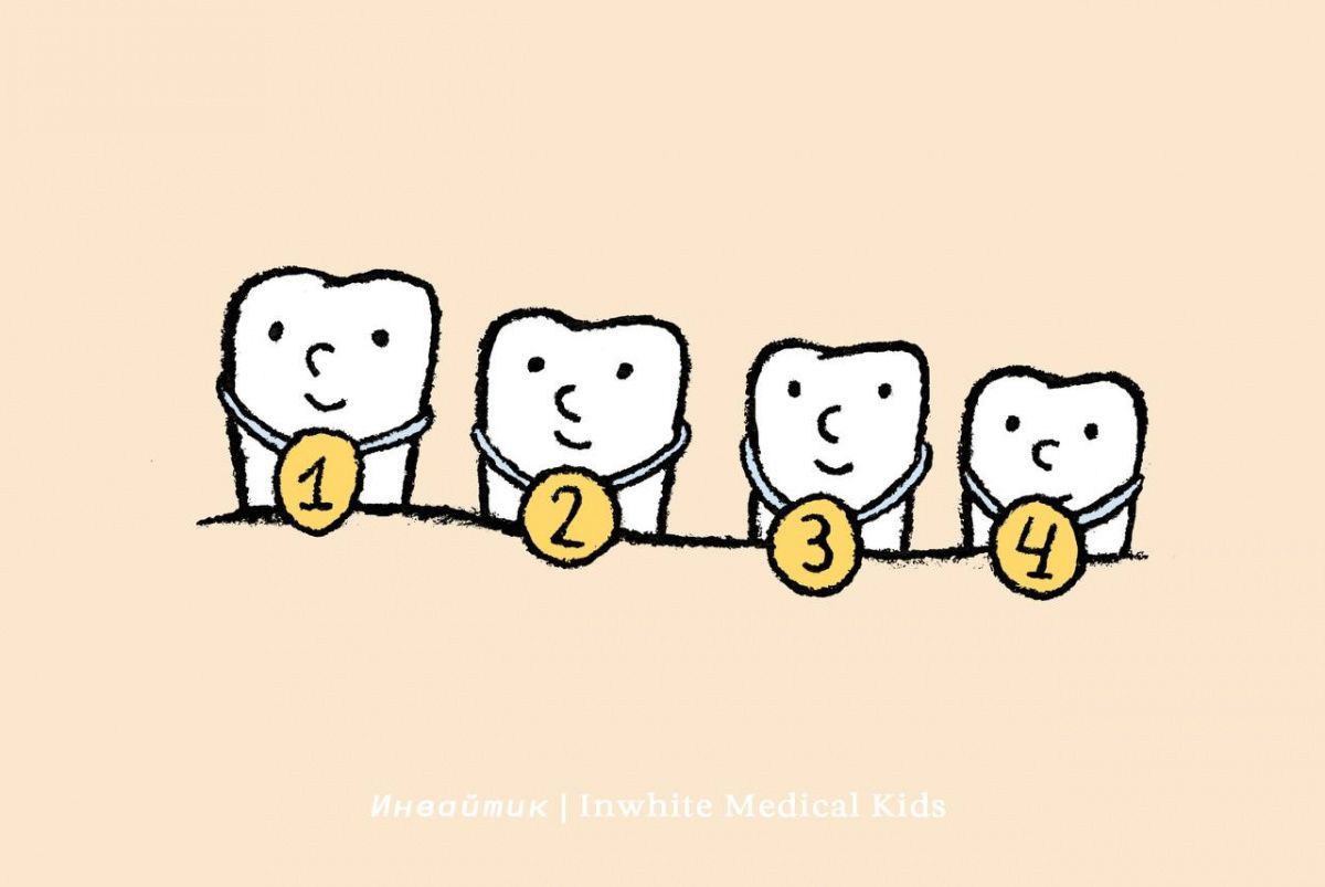 В какой последовательности прорезываются постоянные зубы?